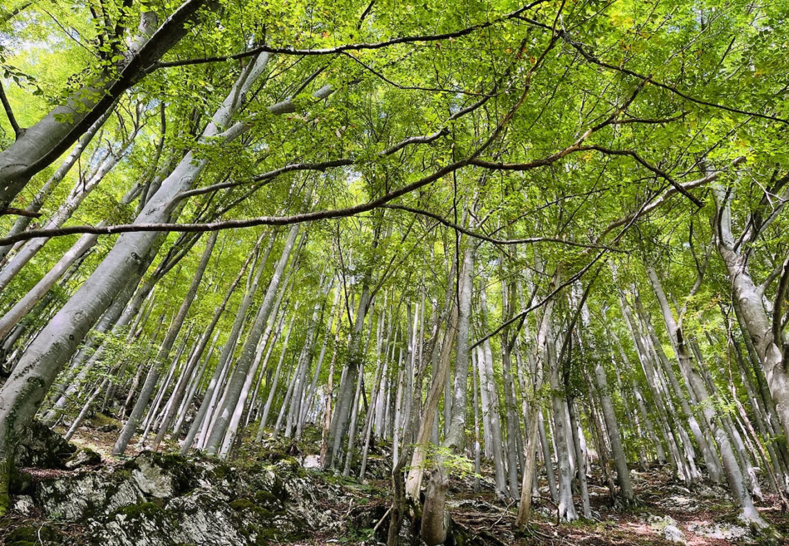 Waldspaziergang, dicht gewachsene Laubbäume