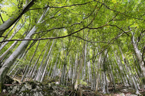 Waldspaziergang, dicht gewachsene Laubbäume