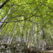 Waldspaziergang, dicht gewachsene Laubbäume